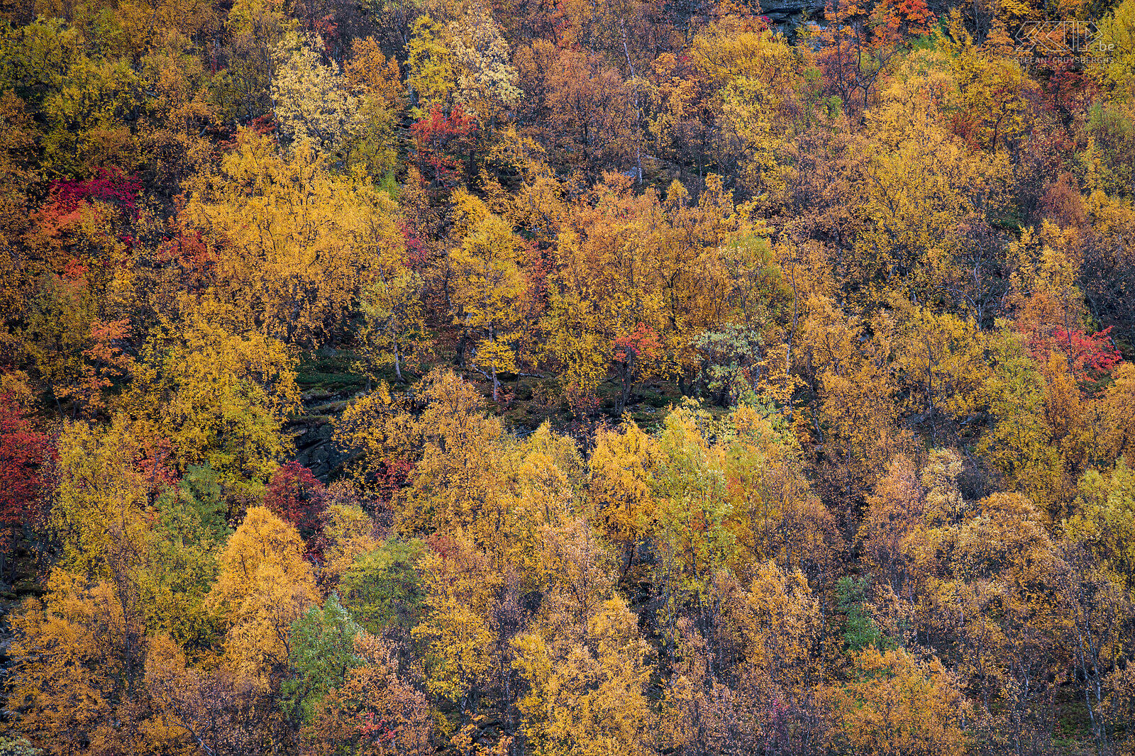 Oteren - Signaldalen - Autumn colors  Stefan Cruysberghs